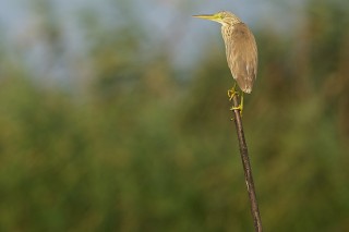 Faune du Delta du Danube et de la campagne Roumaine