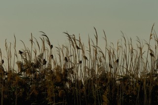 Faune du Delta du Danube et de la campagne Roumaine