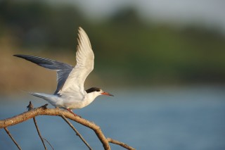 Faune du Delta du Danube et de la campagne Roumaine