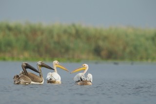 Faune du Delta du Danube et de la campagne Roumaine