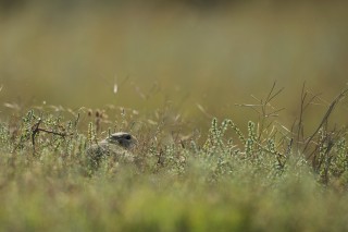 Faune du Delta du Danube et de la campagne Roumaine