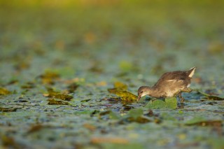 Faune du Delta du Danube et de la campagne Roumaine