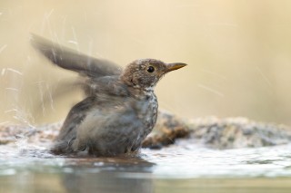 Faune du Delta du Danube et de la campagne Roumaine