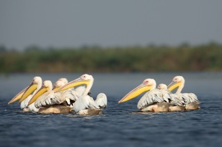 Faune du Delta du Danube et de la campagne Roumaine