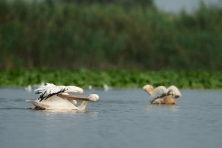 Faune du Delta du Danube et de la campagne Roumaine