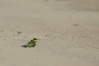 Faune du Delta du Danube et de la campagne Roumaine