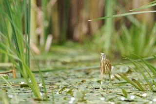 Faune du Delta du Danube et de la campagne Roumaine