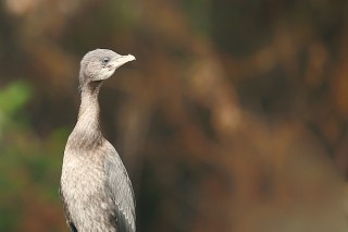 Faune du Delta du Danube et de la campagne Roumaine