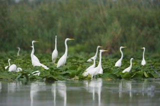 Faune du Delta du Danube et de la campagne Roumaine