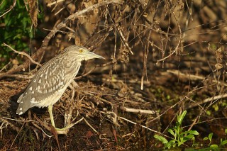 Faune du Delta du Danube et de la campagne Roumaine