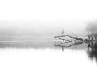 Faune du Delta du Danube et de la campagne Roumaine