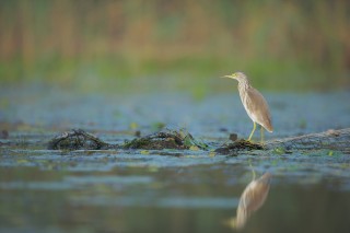 Faune du Delta du Danube et de la campagne Roumaine