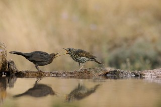 Faune du Delta du Danube et de la campagne Roumaine