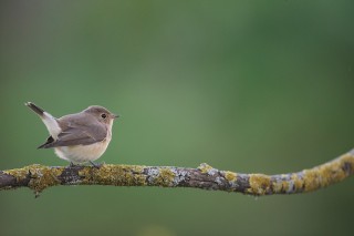 Faune du Delta du Danube et de la campagne Roumaine