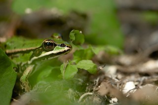 Faune du Delta du Danube et de la campagne Roumaine