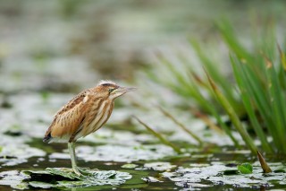 Faune du Delta du Danube et de la campagne Roumaine