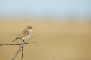 Faune du Delta du Danube et de la campagne Roumaine