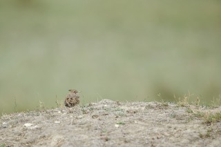 Faune du Delta du Danube et de la campagne Roumaine