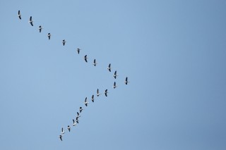 Faune du Delta du Danube et de la campagne Roumaine