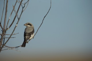 Faune du Delta du Danube et de la campagne Roumaine