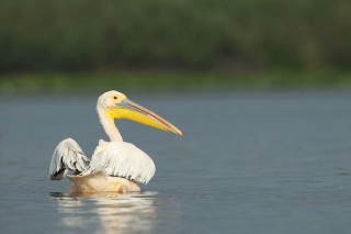 Faune du Delta du Danube et de la campagne Roumaine