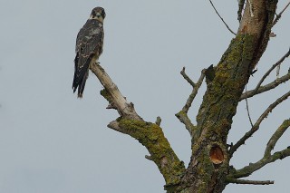 Faune du Delta du Danube et de la campagne Roumaine