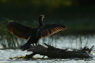 Faune du Delta du Danube et de la campagne Roumaine