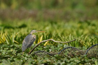 Faune du Delta du Danube et de la campagne Roumaine