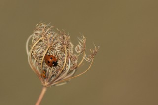 Faune du Delta du Danube et de la campagne Roumaine