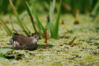 Faune du Delta du Danube et de la campagne Roumaine