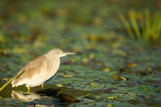 Faune du Delta du Danube et de la campagne Roumaine