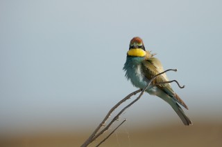 Faune du Delta du Danube et de la campagne Roumaine