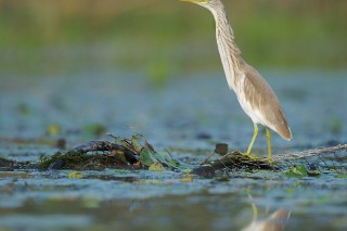 Faune du Delta du Danube et de la campagne Roumaine