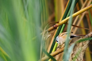 Faune du Delta du Danube et de la campagne Roumaine