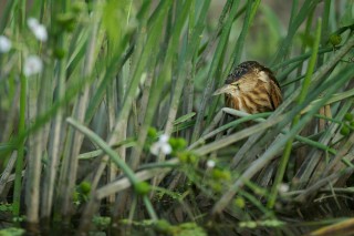 Faune du Delta du Danube et de la campagne Roumaine