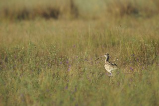 Faune du Delta du Danube et de la campagne Roumaine