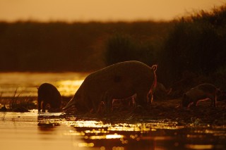 Faune du Delta du Danube et de la campagne Roumaine