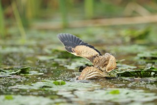 Faune du Delta du Danube et de la campagne Roumaine