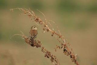 Faune du Delta du Danube et de la campagne Roumaine