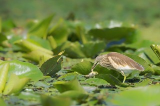 Faune du Delta du Danube et de la campagne Roumaine