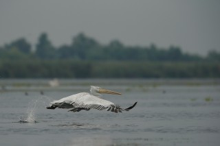 Faune du Delta du Danube et de la campagne Roumaine