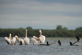 Faune du Delta du Danube et de la campagne Roumaine