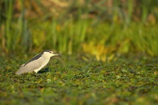 Faune du Delta du Danube et de la campagne Roumaine