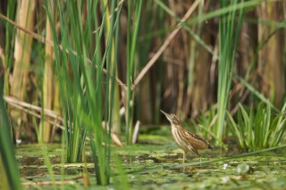 Faune du Delta du Danube et de la campagne Roumaine