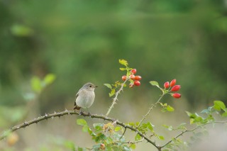 Faune du Delta du Danube et de la campagne Roumaine