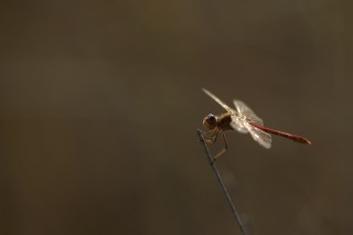 Faune du Delta du Danube et de la campagne Roumaine