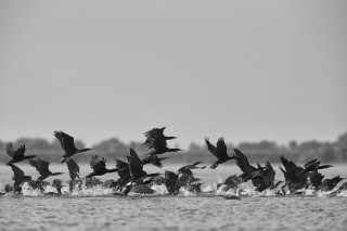 Faune du Delta du Danube et de la campagne Roumaine