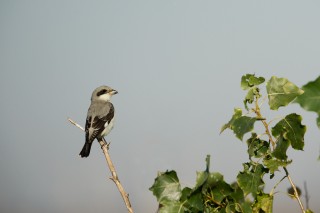 Faune du Delta du Danube et de la campagne Roumaine