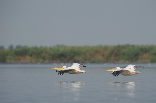 Faune du Delta du Danube et de la campagne Roumaine