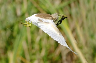 Faune du Delta du Danube et de la campagne Roumaine